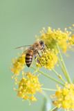 Honeybee collecting pollen from yellow apiaceae flower