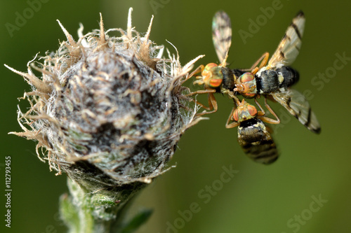 Urophora jaceana galls flies mating on host plant. Flies in the family Tephritidae, on black knapweed (Centaurea nigra), in which larva develop in chambers within galls on the flowerhead photo