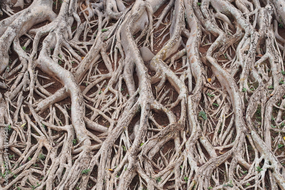Dense roots of a tree
