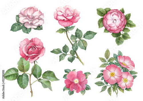 Watercolor illustrations of rose flowers © Aleksandra Smirnova