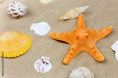 Beach with sand starfish and shells isolated over white