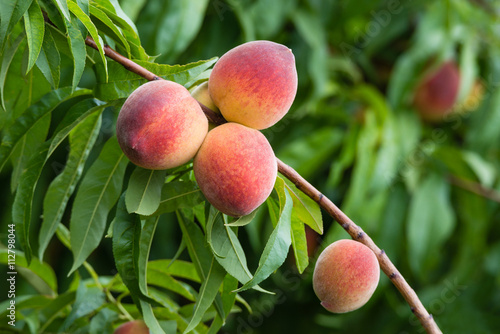 Peach tree fruits