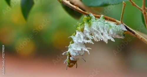 4K Big Green Caterpillar, Macro Close Up Shot
