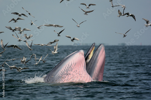 Mother whale and her calf are hunting shrimps