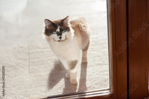 Cat on the windowsill © alexsfoto