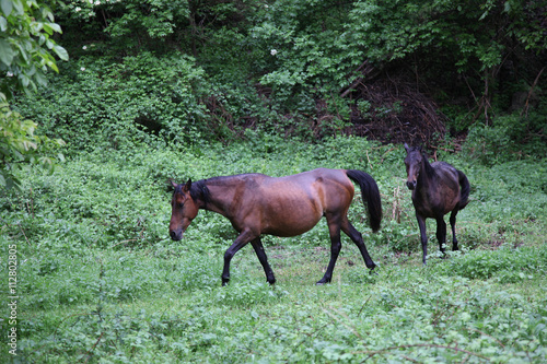 Nagorno Karabakh horses