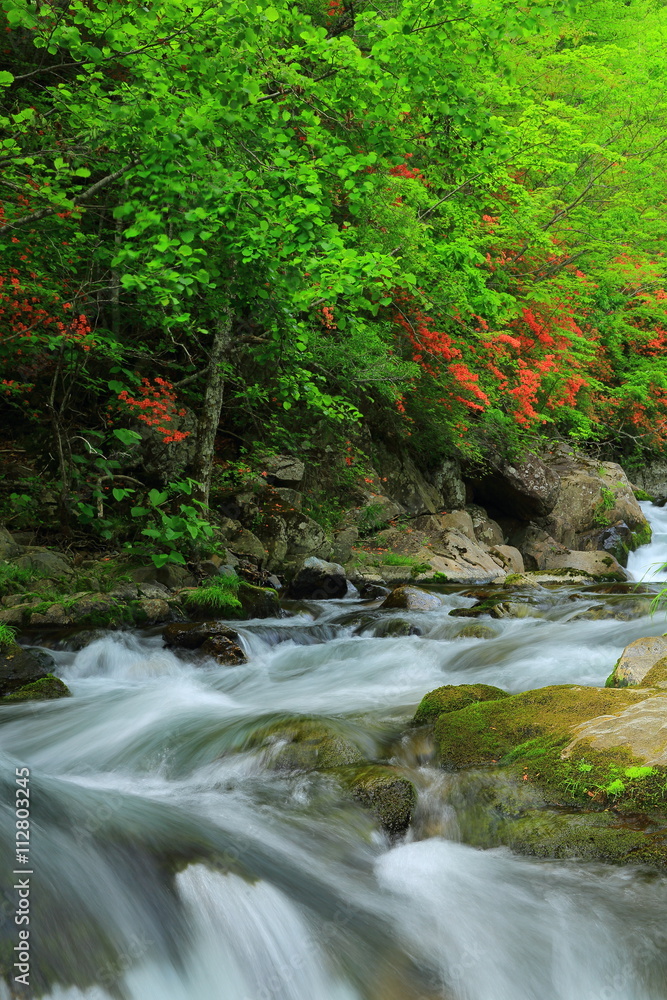 Obraz premium 魚止めの滝 岳川のツツジ