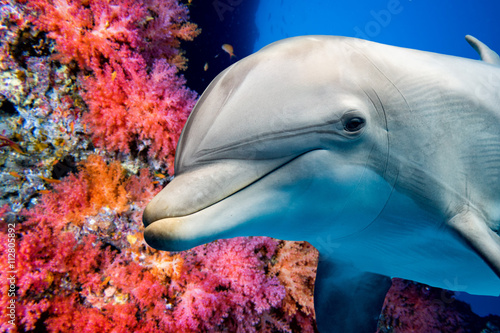 dolphin underwater on reef ...