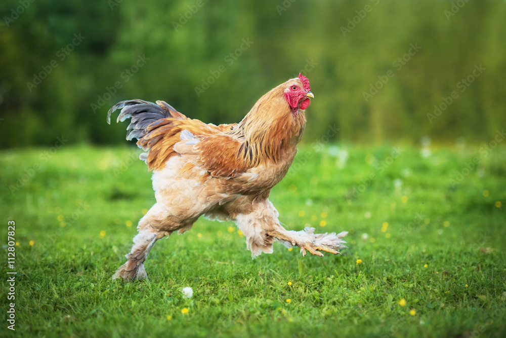 Naklejka premium Funny brama rooster running outdoors