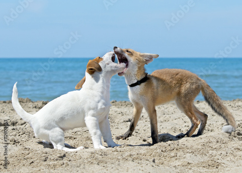 fox and dog on beach