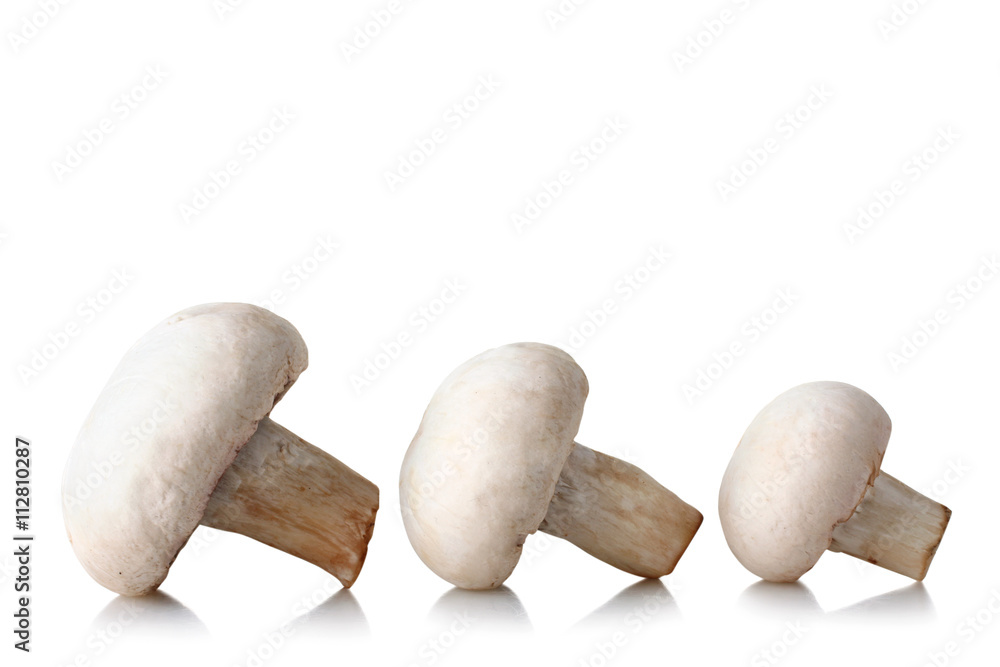 champignon on a white isolated background champignon on a white isolated background