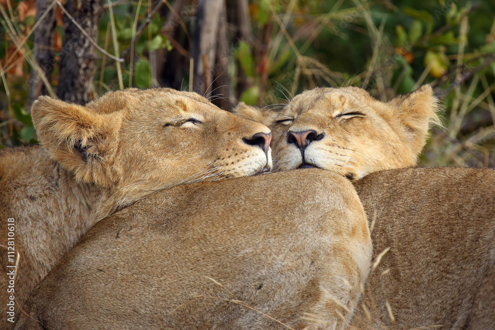 Lion ( Panther leo kruegeri) , two cubs Lion ( Panther leo kruegeri) , two cubs