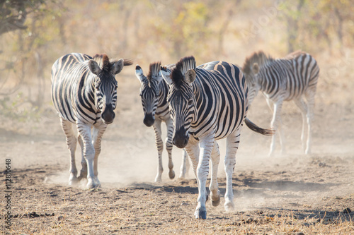 Zebras walking on the dust  Kruger Park  South Africa