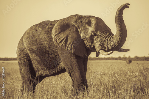 African elephant (Loxodonta africana), Kruger Park, South Africa