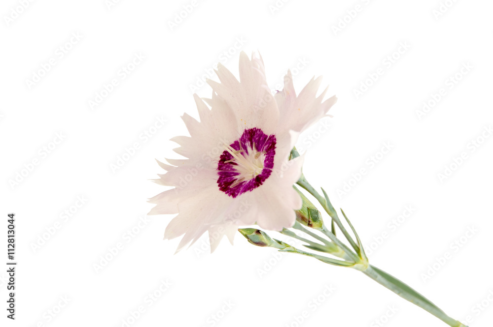 pink carnation on a white background pink carnation on a white background