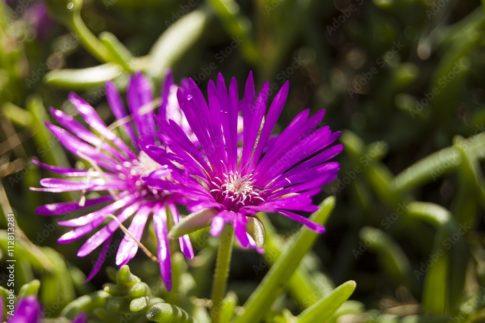 Obraz premium Macro violet flower on green blur background
