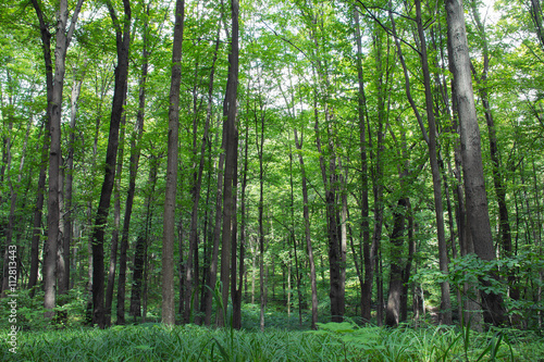 beech tall green trees and grass in spring forest