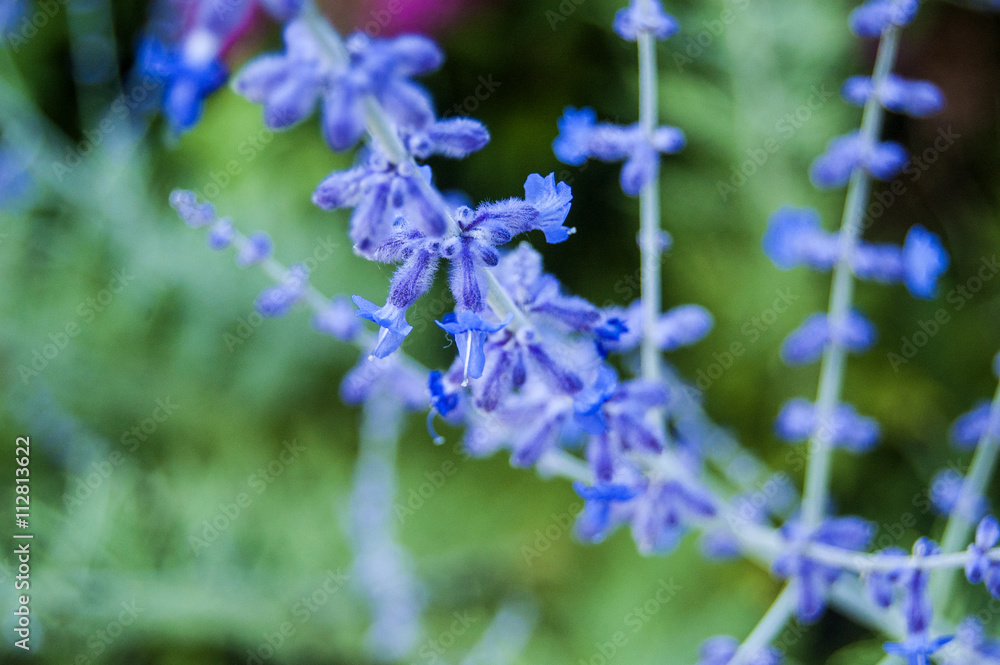 Obraz premium Wallpaper blue flowers on blur background