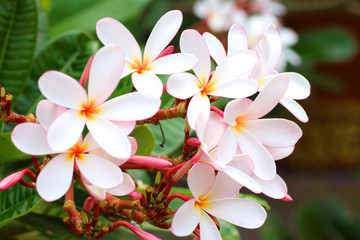 Keuken achterwand Frangipani Roze gele plumeria bloemen detail  © modify260
