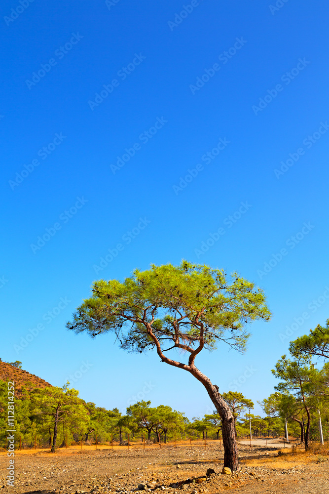 Obraz premium olympos mountain anatolia old and nature
