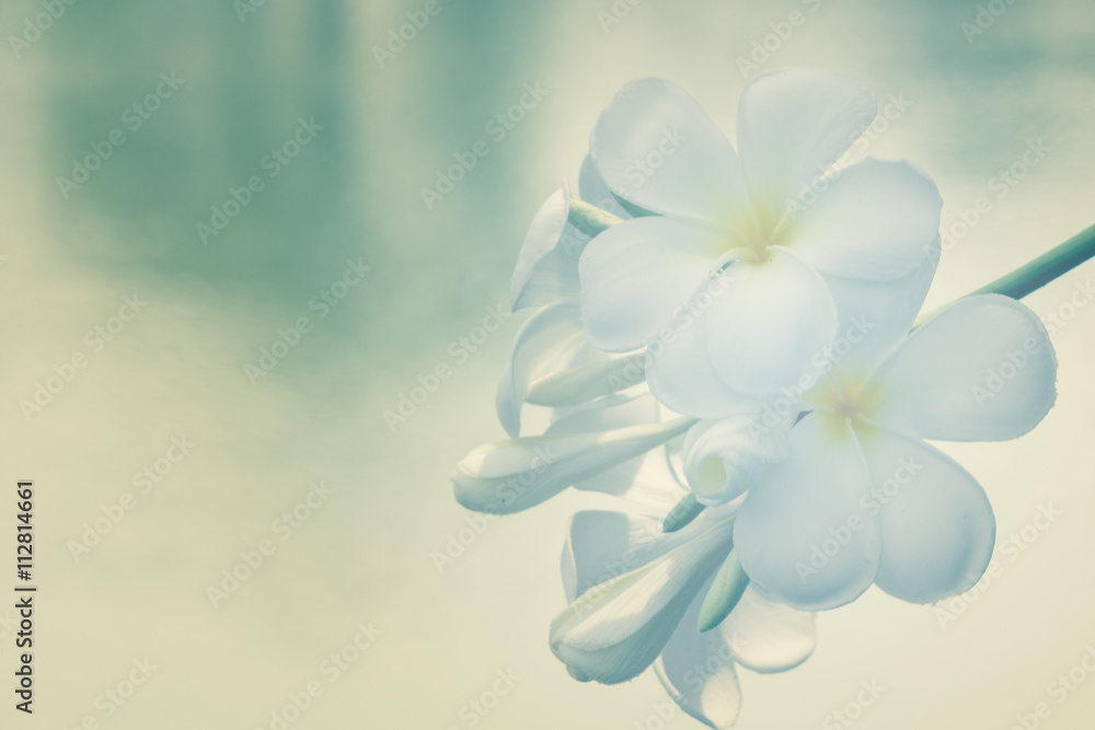 Blurry natural background with white Frangipani flowers (Plumeria). Blurry natural background with white Frangipani flowers (Plumeria).