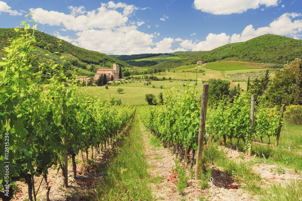 Tuscan vineyards in the spring sunshine.