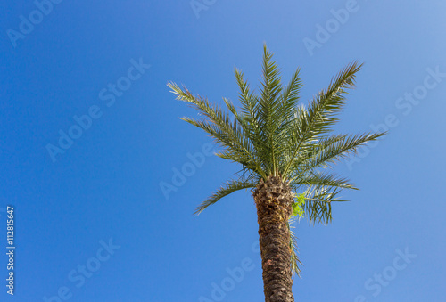 Green palm tree on blue sky background