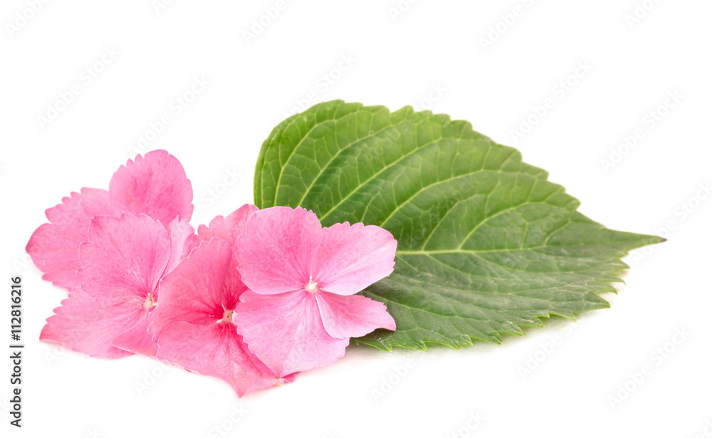 close up of hydrangea petals and leaves isolated on white close up of hydrangea petals and leaves isolated on white
