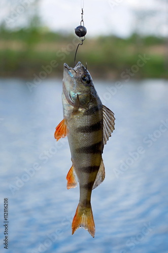 perch fished on jigs in the river