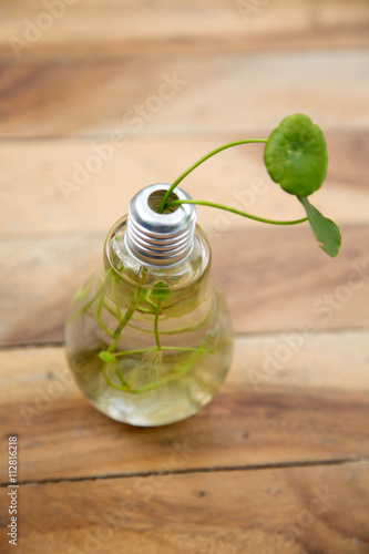 centella asiatica in glass vase on wooden background,selective focus