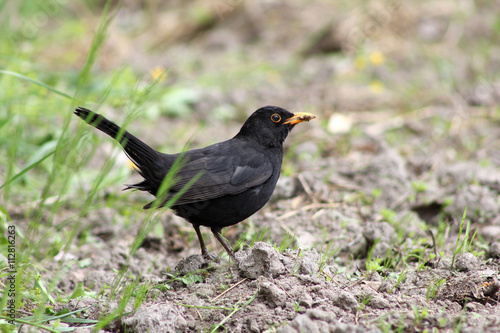Blackbird with food in its beak