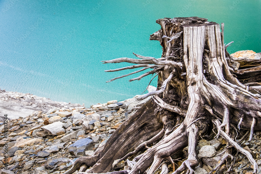 Fototapeta premium dead tree