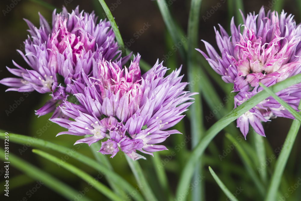 Purple chives blossom at flowerbed macro, selective focus, shallow DOF Purple chives blossom at flowerbed macro, selective focus, shallow DOF