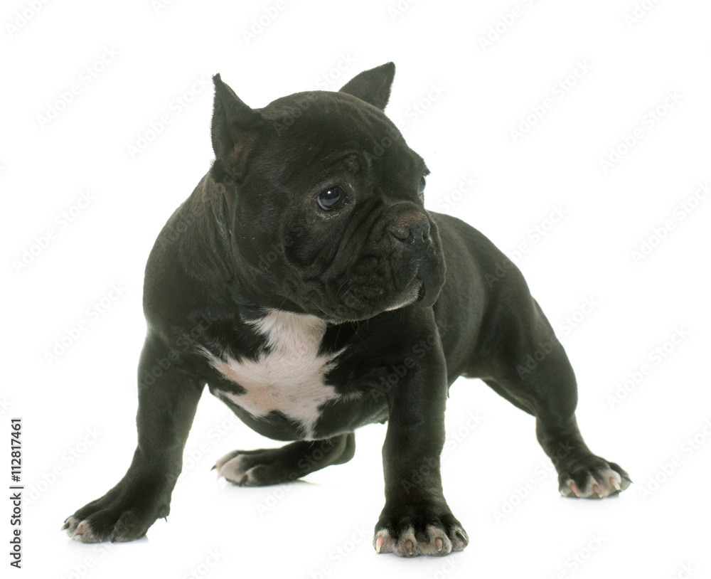 puppy american bully puppy american bully