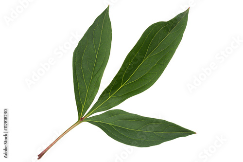 Peony flower leaf on white