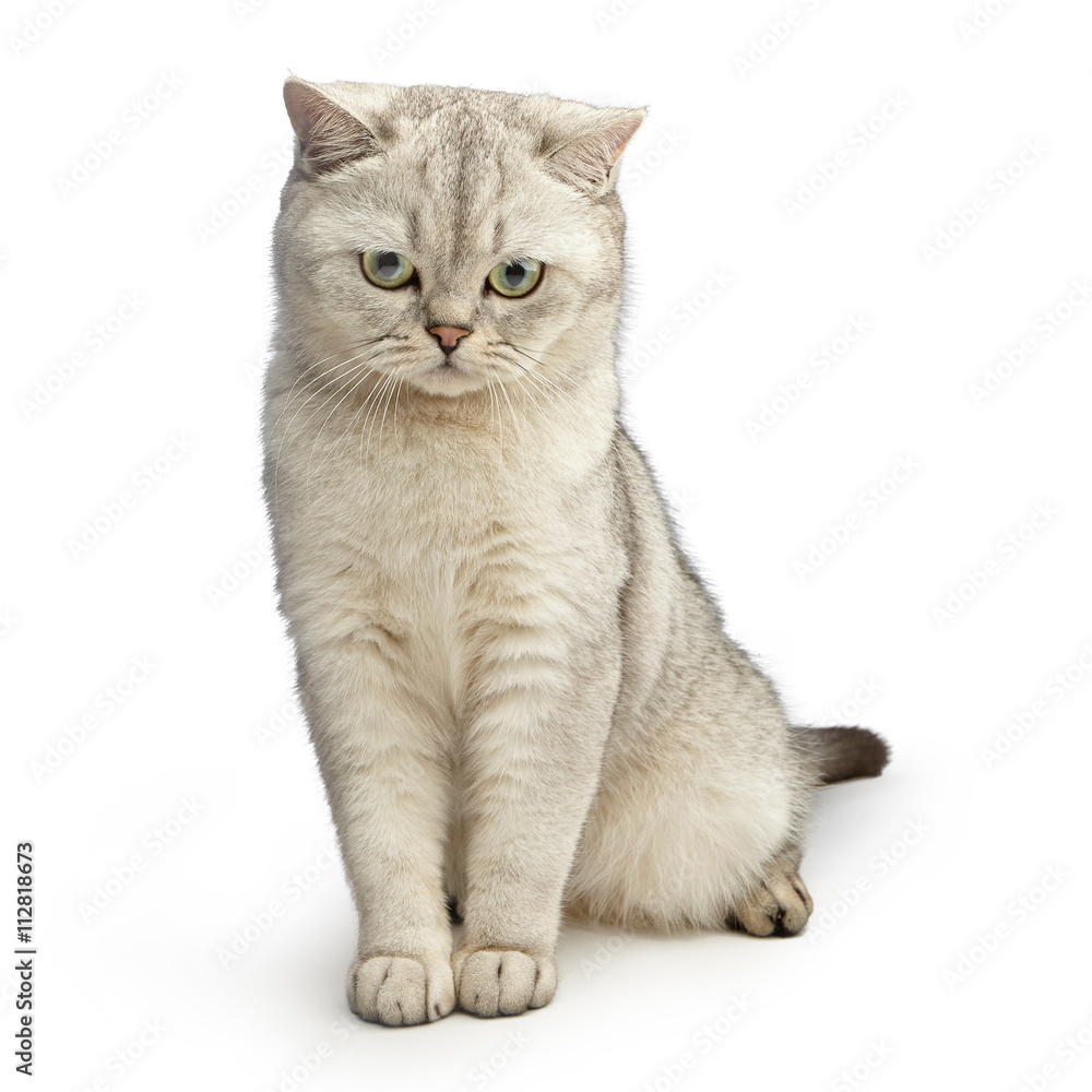 Portrait of green-eyed cat isolated on white background. Gray British Shorthair.