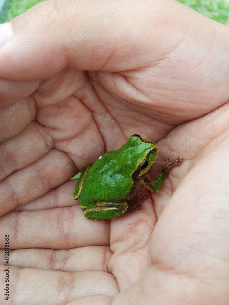 子供の手のひらの上のアマガエル 子供の手のひらの上のアマガエル