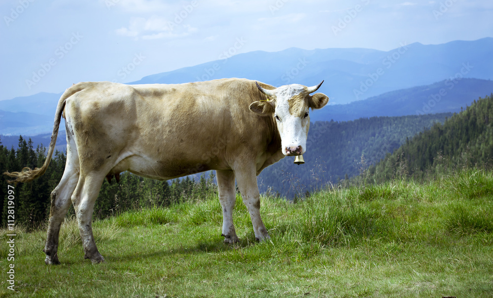 Cow on the background of the Carpathian Mountains Cow on the background of the Carpathian Mountains