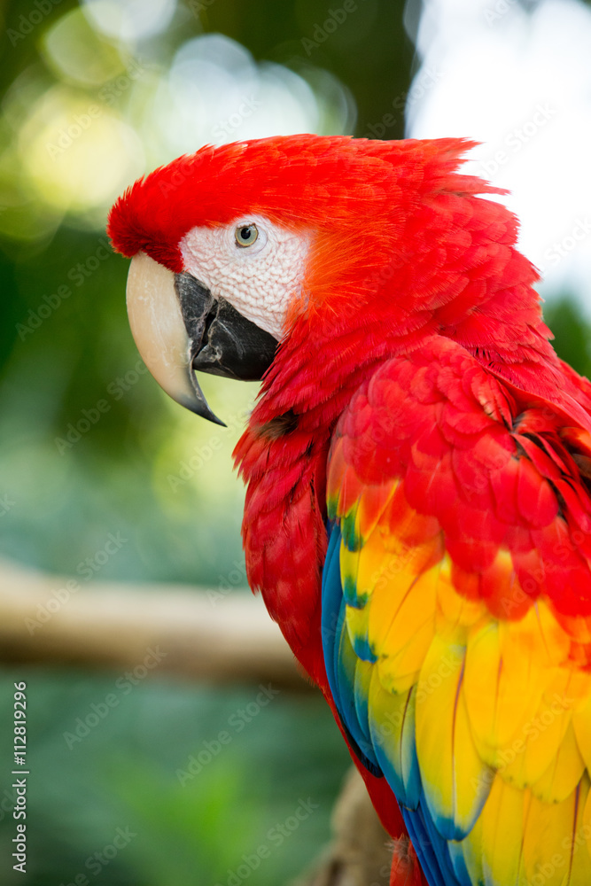 parrot bird parrot bird