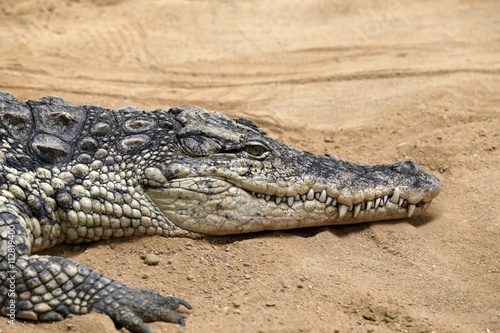 El cocodrilo del Nilo (Crocodylus niloticus) es una especie de saurópsido crocodilio de la familia Crocodylidae. 