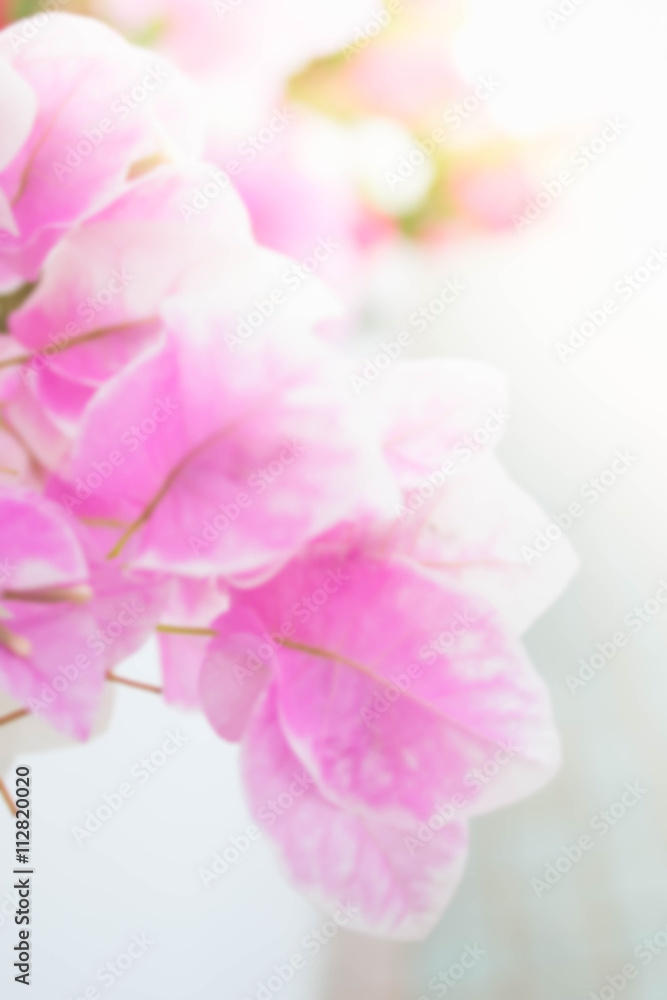bougainvillea, paper flowersb