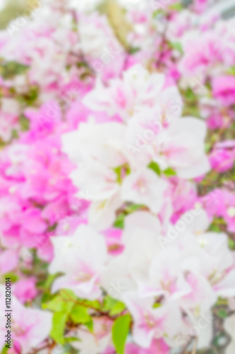 bougainvillea  paper flowers