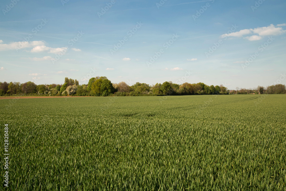 Obraz premium landscape countryside