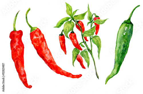 Photos красный острый перец.акварель
