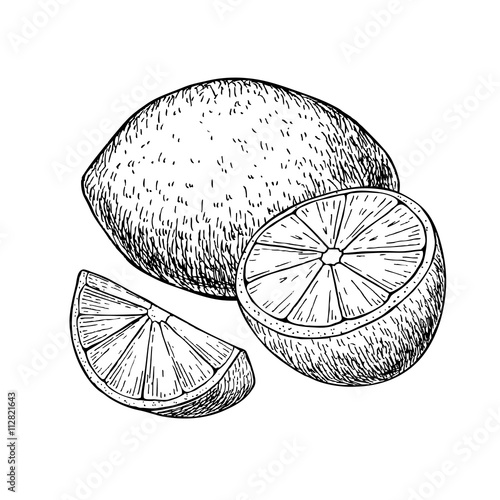 Vector hand drawn lemon or lime fruit with sliced peaces.