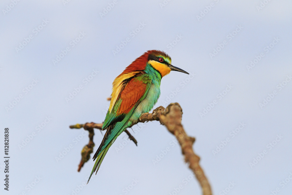 Fototapeta premium Bright bird on a branch against a background of dark sky