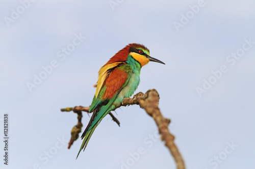 Bright bird on a branch against a background of dark sky
