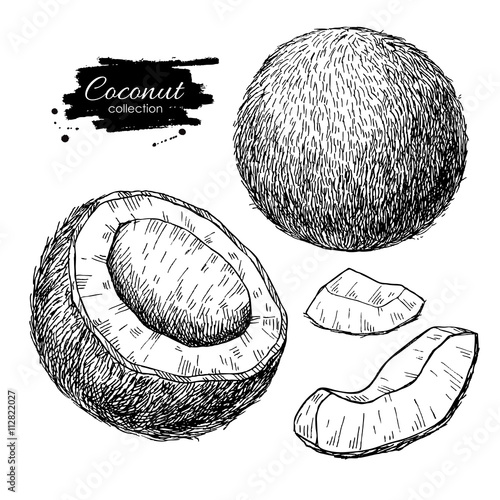 Vector hand drawn coconut set. Tropical summer fruit engraved st