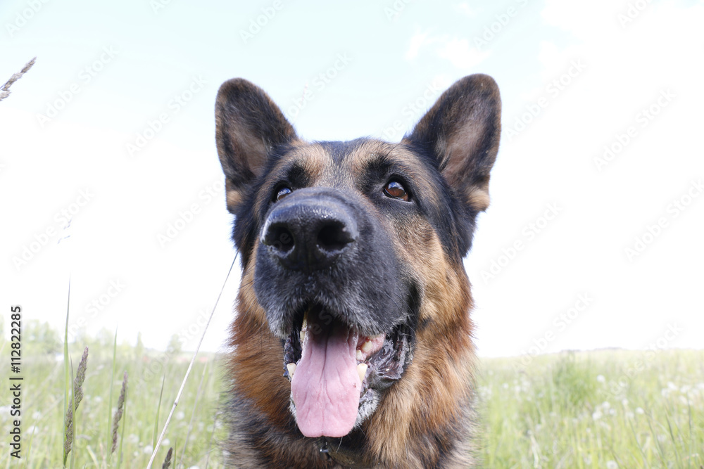 Dog german shepherd on the field in summer day Dog german shepherd on the field in summer day