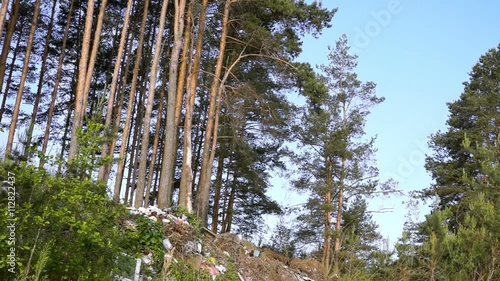 Dump garbage in forest, vertical pan